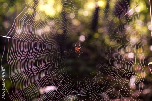 Early morning sunlight brightening up a spotted orb-weaver spider centered on her web at Yates Mill County Park in Raleigh North Carolina