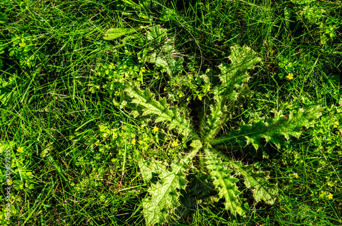 Prickly, spiky weed on a lawn