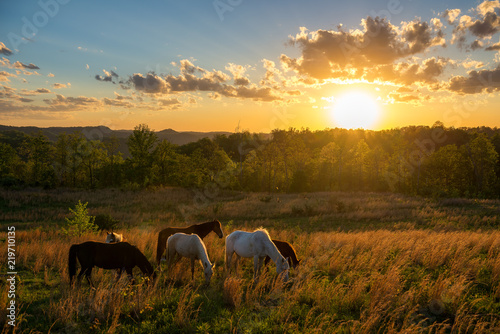 Free range horses at sunset, Appalachian Mountains, Kentucky