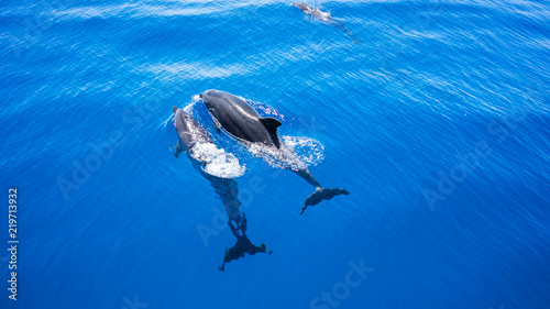 2 Dolphins swimming along with one another. Blue water. Dolphins.