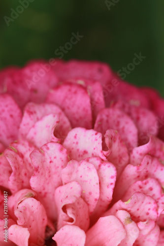 macro of pink flower