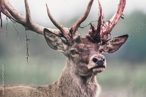Red deer stag with fresh swept bloody antler. Headshot.