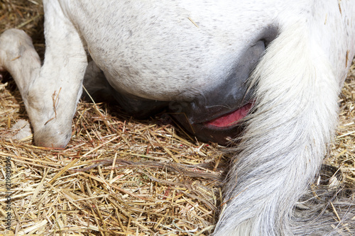 mare birth begins