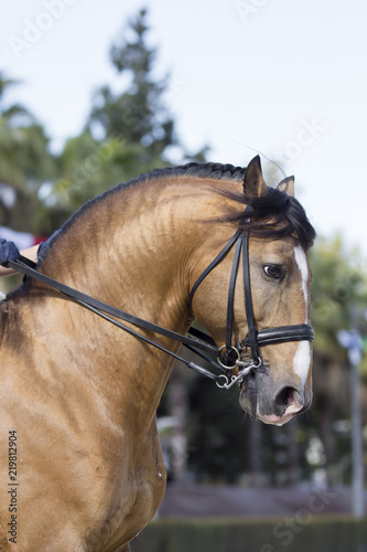 Caballo lusitano de capa baya