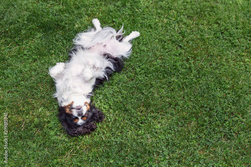 Happy dog lying upside down