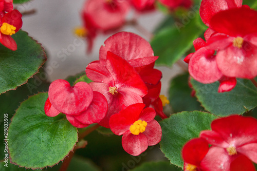 Busy Lizzie, red shiny flowers