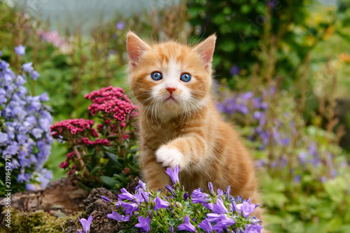  Baby kitten with wonderful blue eyes playing with flowers 