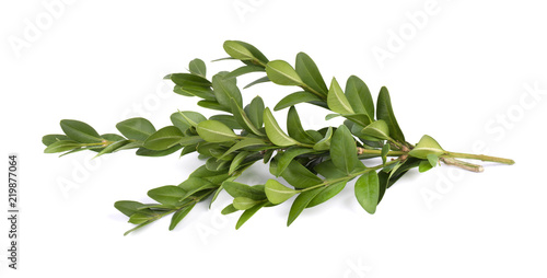 Boxwood branch isolated on a white background