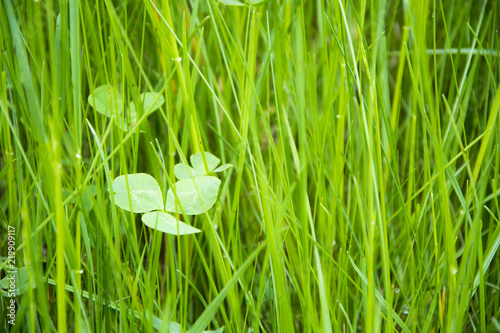 Grass and clover