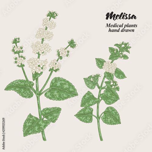 Melissa Officinalis branch with leaves and flowers. Medical herbs collection. Hand drawn vector illustration.