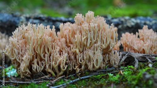 Ramaria formosa mushroom