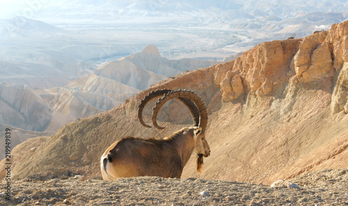 Nubian ibex (Capra nubiana sinaitica) in Sde Boker. Old male on background of misty mountains. Negev desert of southern Israel