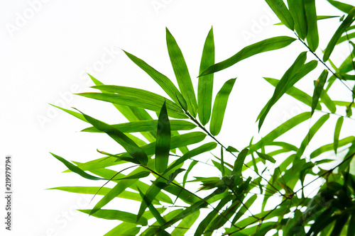 Piękni zieleni bambusów liście odizolowywający na białym tle w lecie przyprawiają. Służy do dzieł sztuki, pocztówek, tapet.