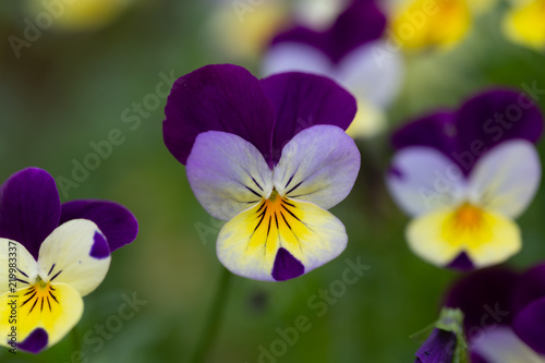 Bloemenpracht in de tuin