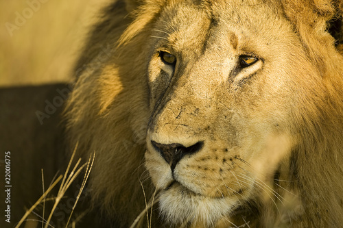 Close up face of wild African male lion