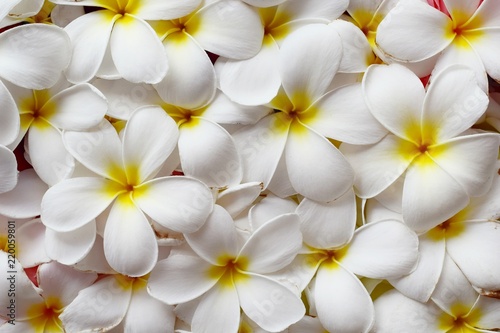 Selective focus, close up white plumeria flower top view for woman spa and beauty concept product background
