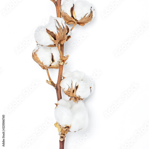 Cotton branch on white background Flat lay Top view. Delicate white cotton flowers. Light color cotton background.