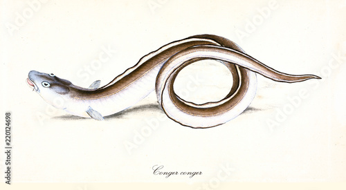 Ancient illustration of European Conger (Conger conger), side view of the eel rolling its self body with its brownish skin, isolated element on white background. By Edward Donovan. London 1802