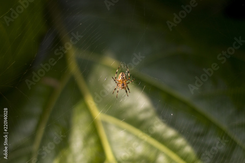 Pająk w swojej pajęczej sieci, owad w środowisku naturalnym, insekt, fotografia makro
