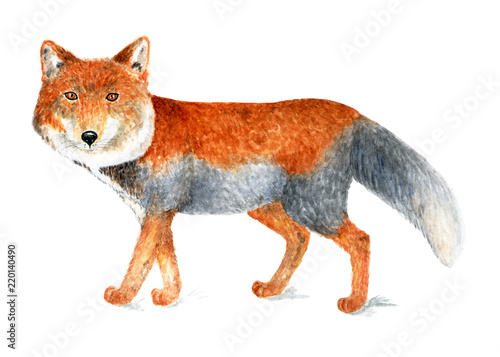 Tibetan fox. Watercolor illustration. Tibetan fox is the smallest representative of the genus Fox. Illustration for a book about animals, for printing on fabrics, in magazines, etc.