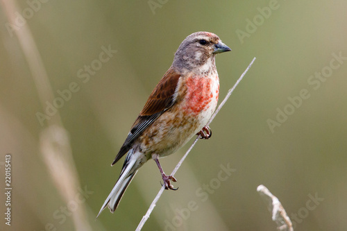 Male Linnet (Linaria cannabina) perched on a twig