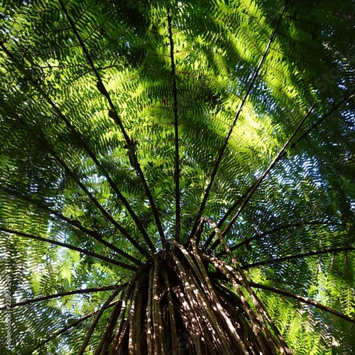 tree fern canopy in dappled forest sunshine