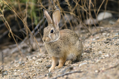 Wild Rabbit On Sloping Ground