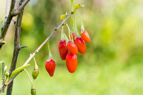 Goji berry, or wolfberry. Ripe berries on the branch. Anti aging fruit. Closeup. Lycium barbarum or Lycium chinense.