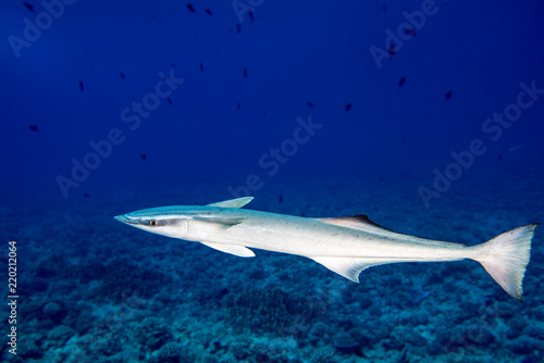 Remora suckerfish in blue ocean of polynesia