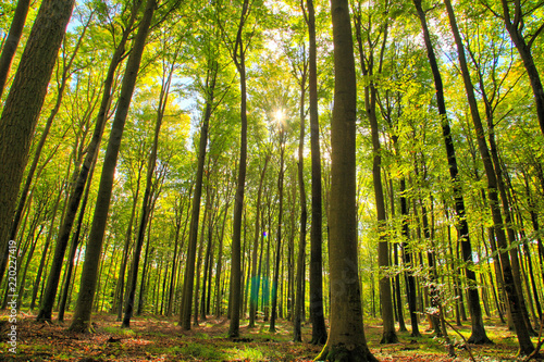 Las liściasty polska pomorze drzewa