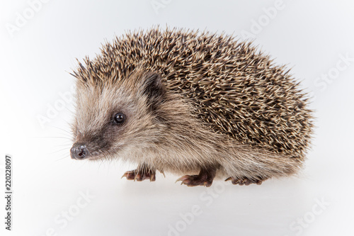 Igel (Erinaceus europaeus), seitlich