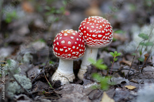 Young red fly agaric, close-up. Amanita muscaria.