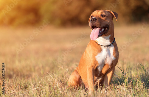 Strong and beautiful American staffordshire terrier portrait