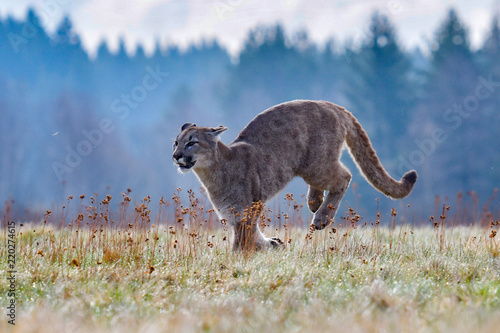 Cougar (Puma concolor), also commonly known as the mountain lion, puma, panther, or catamount. is the greatest of any large wild terrestrial mammal in the western hemisphere