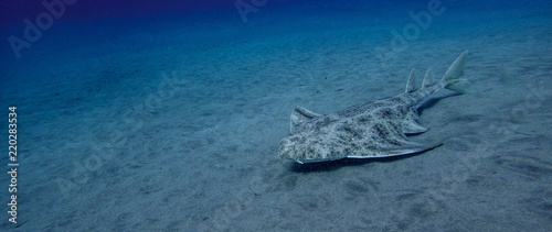 Swimming angelshark over sand in blue ocean in canary island