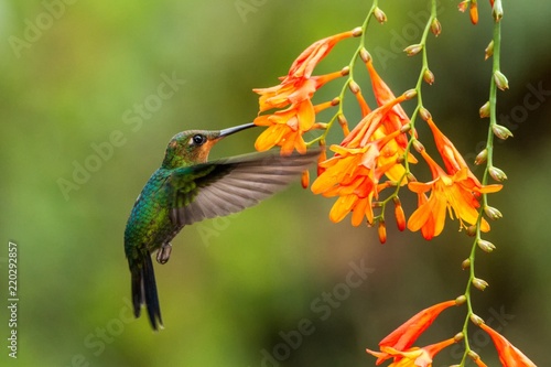 Green-crowned Brilliant, Heliodoxa jacula, hovering next to orange flower, bird from mountain tropical forest, Waterfall Gardens La Paz, Costa Rica, beautiful hummingbird sucking nectar from blossom