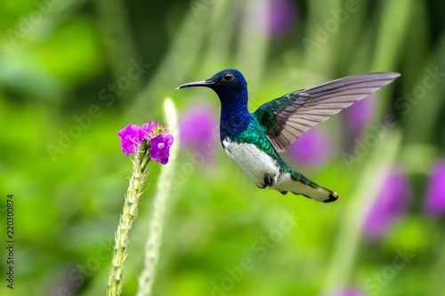 White-necked Jacobin, Florisuga mellivora hovering next to violet flower in garden, bird from mountain tropical forest, Costa Rica, natural habitat, beautiful hummingbird, wildlife, nature, flying gem