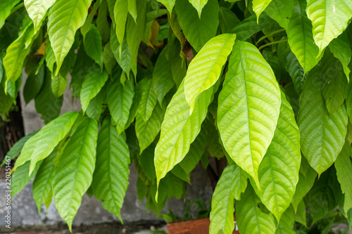 Green leaf of cocoa tree
