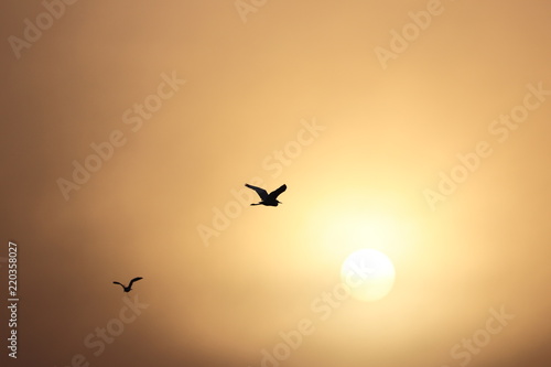 Oiseau volant devant le Coucher de soleil 