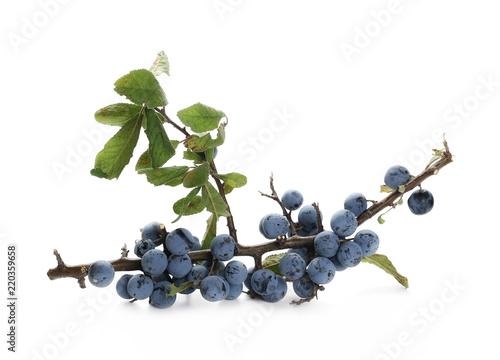 Fresh blackthorn berries with twig and leaves isolated on white background