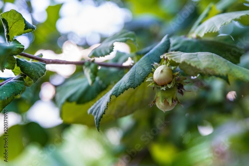 Hazel nuts on tree at the summer