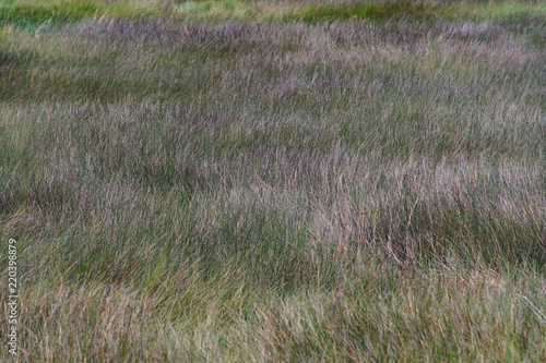As wind in the grass. Voilet grass natural background