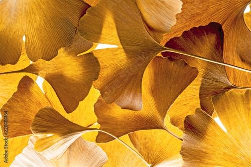 the background from Ginkgo biloba leaves