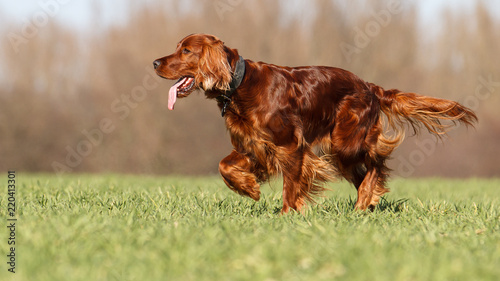 Irish Red Setter