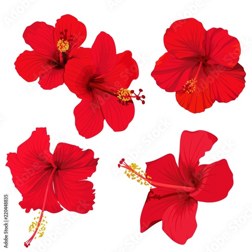 hibiscus flower vector clip art set of 5 red flowers tropical planrs