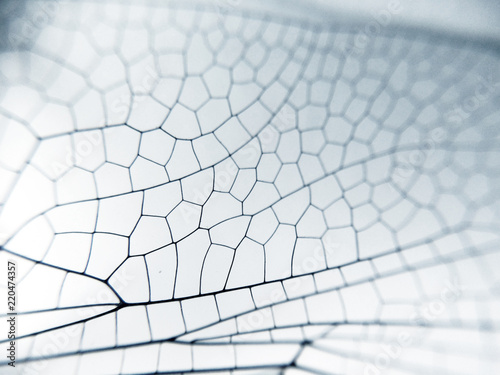 Dragonfly wing close up background with zoomed transparent lattice