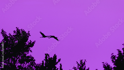 CRANES - wild birds at sunset