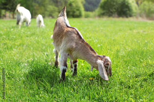 Small brown anglo nubian baby goat kid grazing on sun lit meadow, more goats in background.