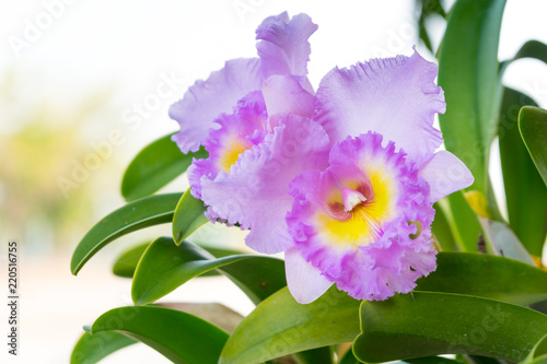 cattleya orchids.