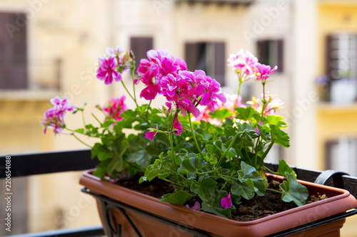 Close up of a pink geranium